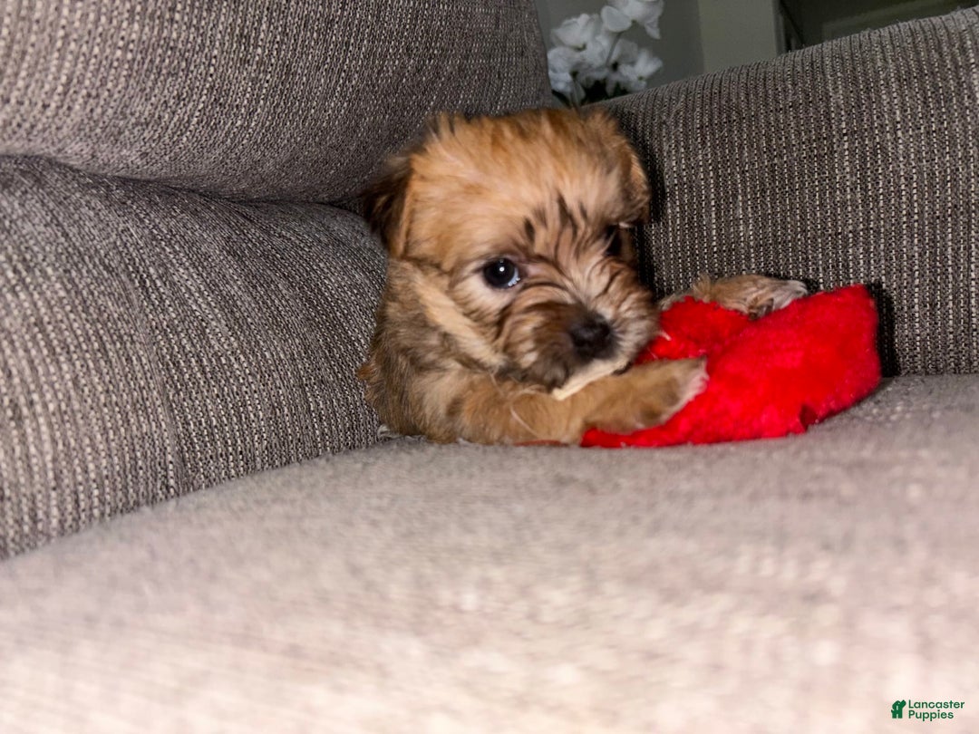 Morkie dogs for sale: Clover - Image 6