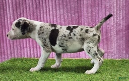 Catahoula Leopard Dog dogs for sale: Tess 2025 Female 5 - Image 1