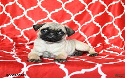 Pug dogs for sale: Lucky - Image 1
