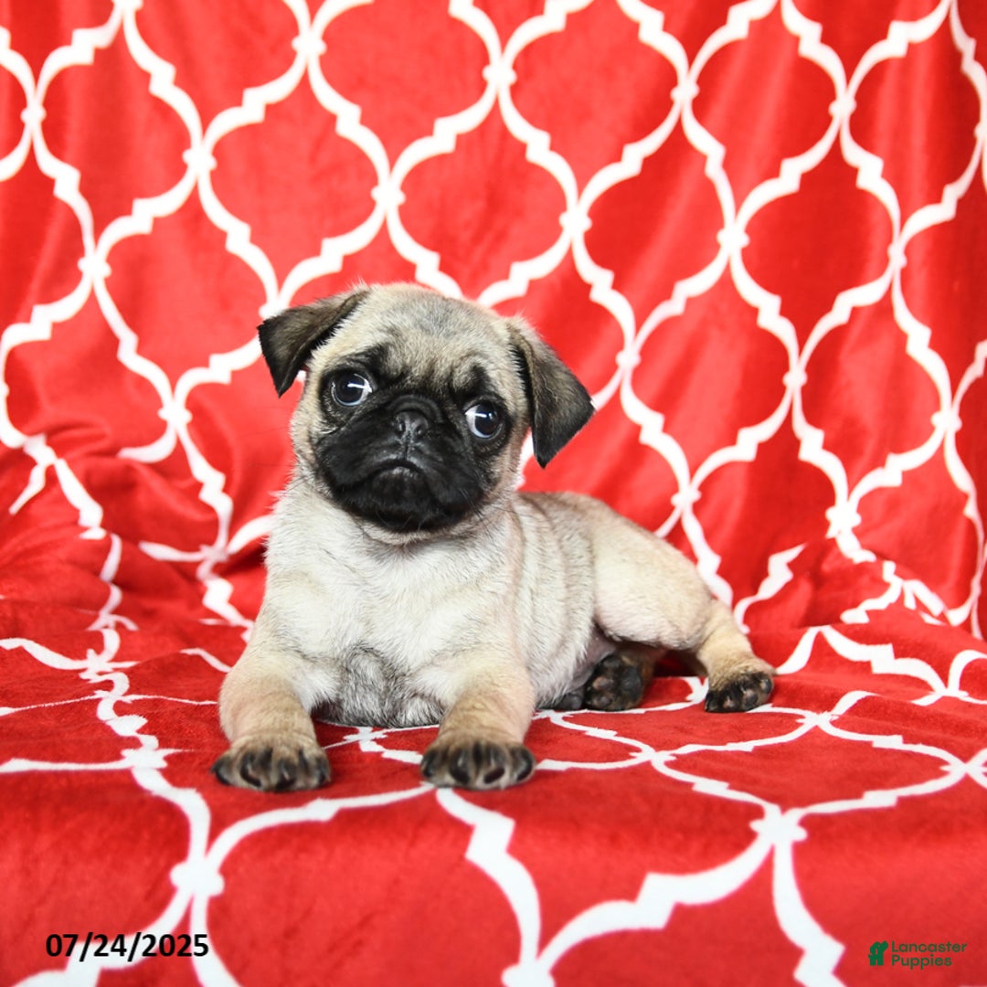 Pug dogs for sale: Lucky - Image 1