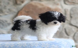 Toy Poodle dogs for sale: Parson - Image 1