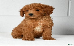 Mini Goldendoodle dogs for sale: Roger - Image 3
