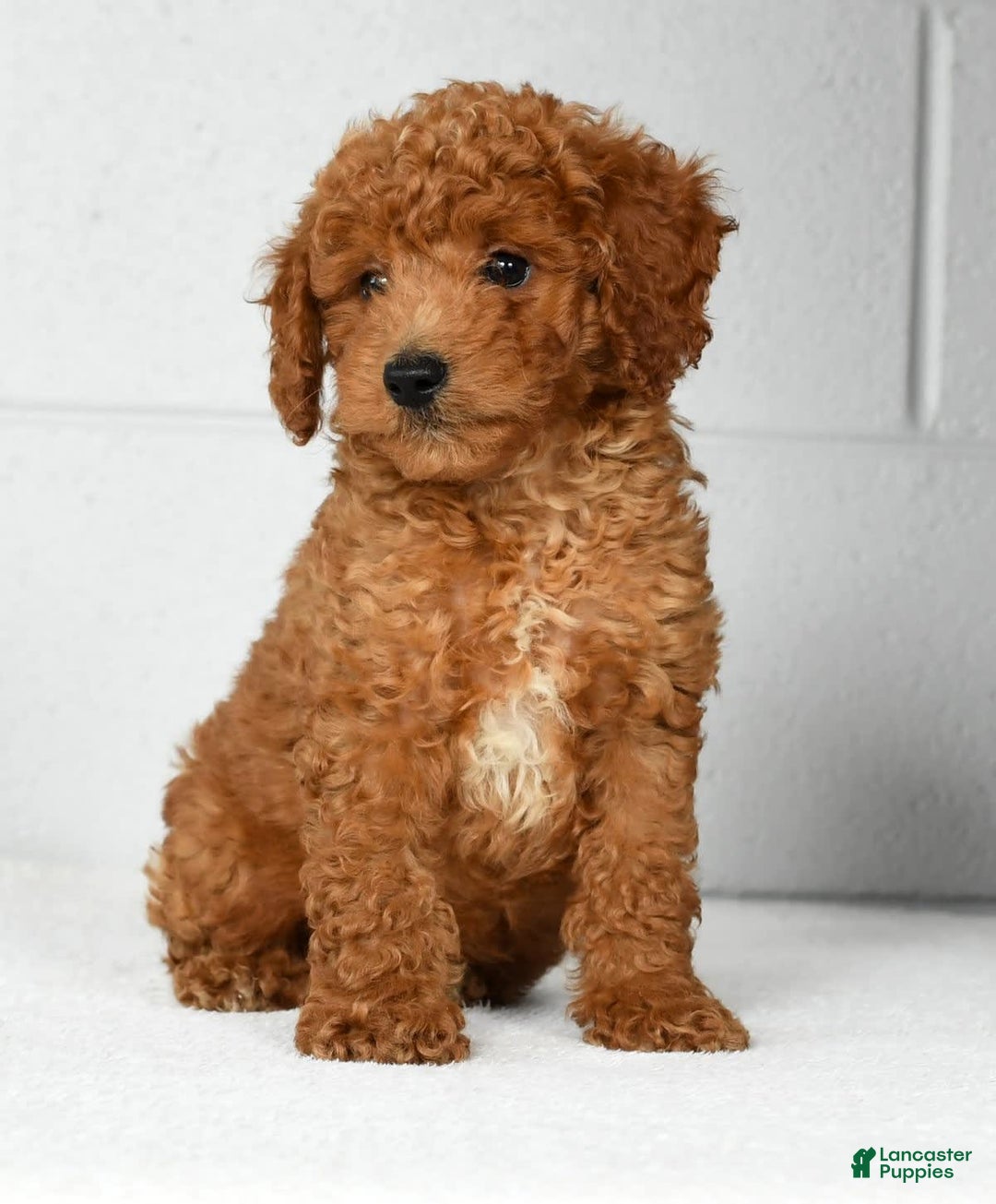 Mini Goldendoodle dogs for sale: Roger - Image 3