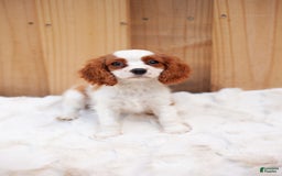 Cavalier King Charles Spaniel dogs for sale: Cooper - Image 3