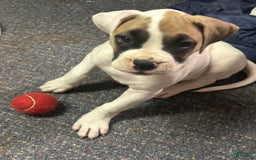 Boxer dogs for sale: Skylar - Image 2