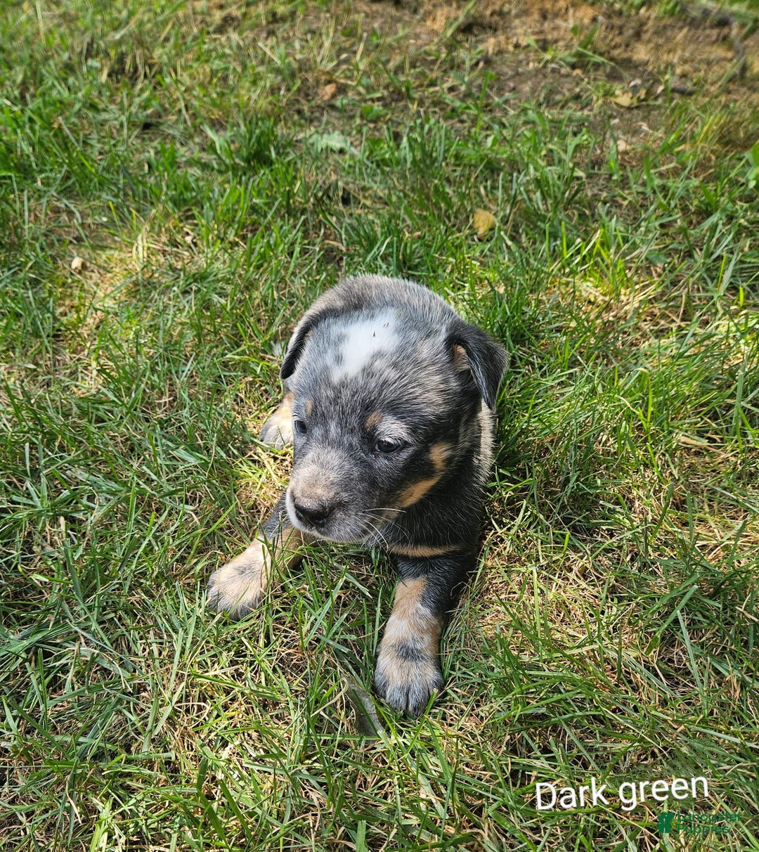 Australian Cattle Dog dogs for sale: Milo - Image 2