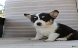 Welsh Corgi Pembroke dogs for sale: Lucky - Image 4