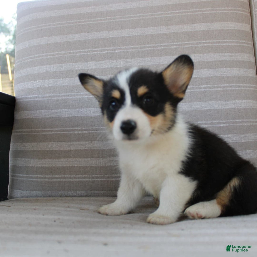 Welsh Corgi Pembroke dogs for sale: Lucky - Image 4