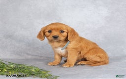 Miniature Golden Retriever dogs for sale: Albert - Image 1