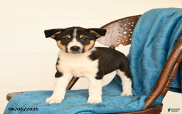 Australian Cattle Dog dogs for sale: Carter - Image 3