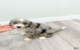 Mini Bernedoodle dogs for sale: Ava - Image 5