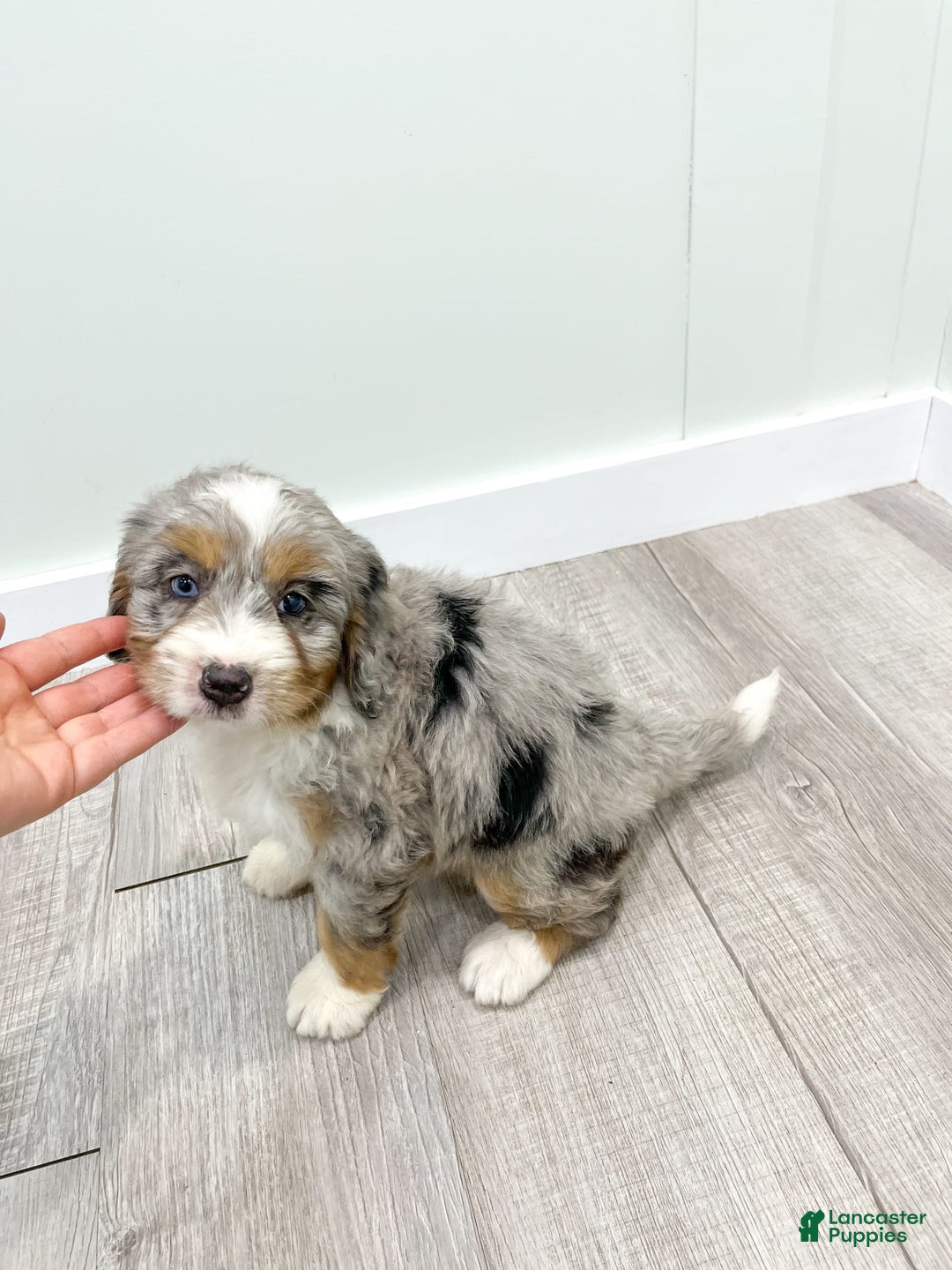 Mini Bernedoodle dogs for sale: Ava - Image 5