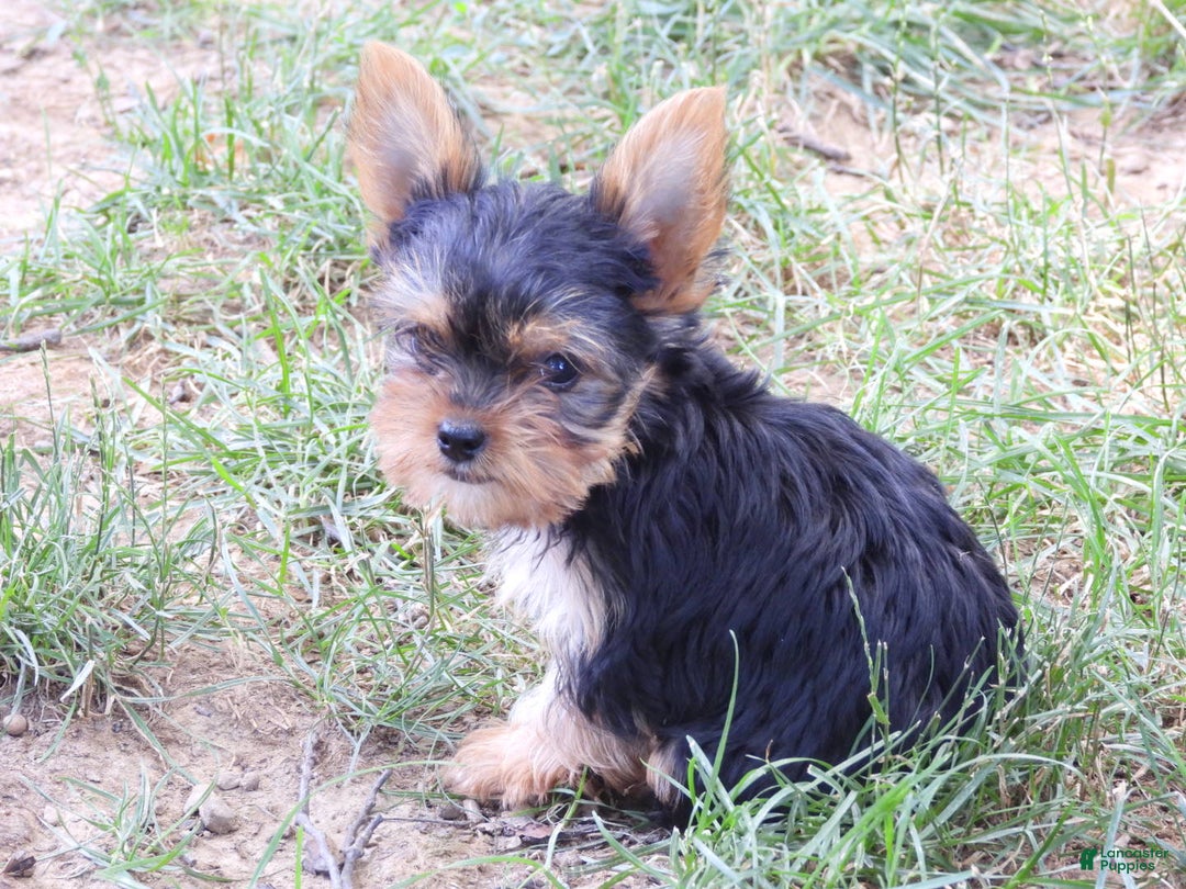 Yorkshire Terrier dogs for sale: Tt - Image 21
