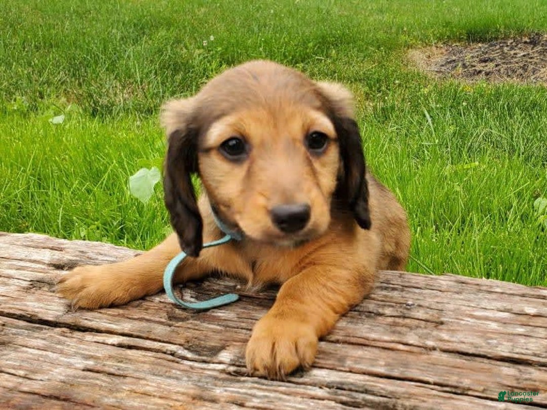 Dachshund dogs for sale: Lena - Image 8