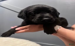 Labrador Retriever dogs for sale: Pepper - Image 2