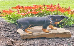 Miniature Pinscher dogs for sale: Rosco - Image 1