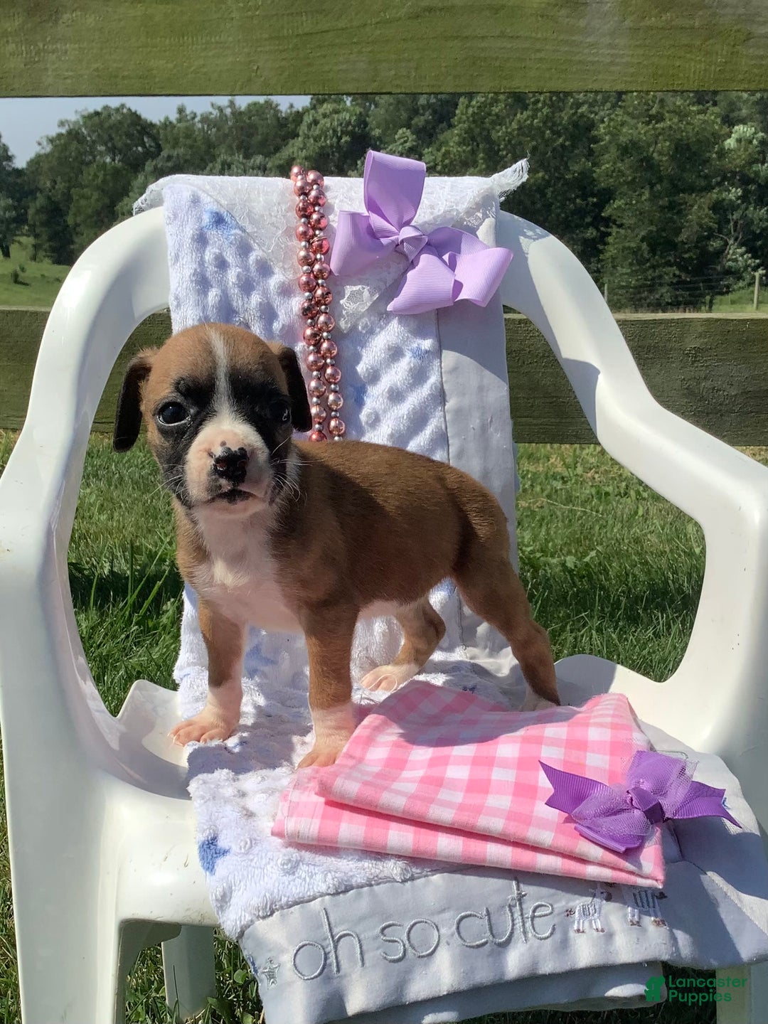 Boxer dogs for sale: Bella - Image 3