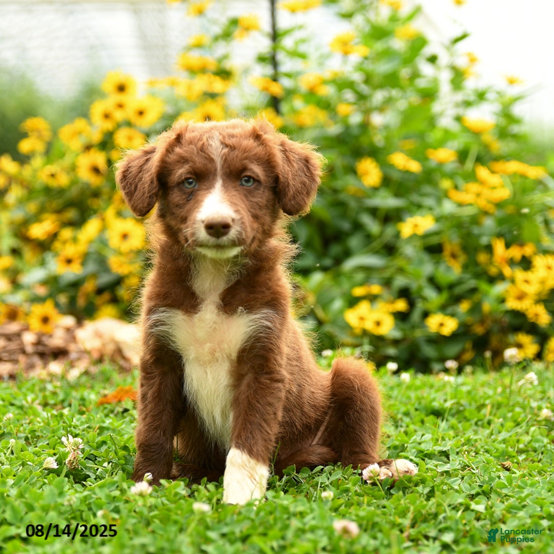 Border Collie dogs for sale: Sheila - Image 1