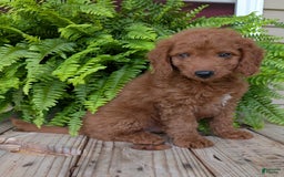 Mini Goldendoodle dogs for sale: Mini -coner - Image 53