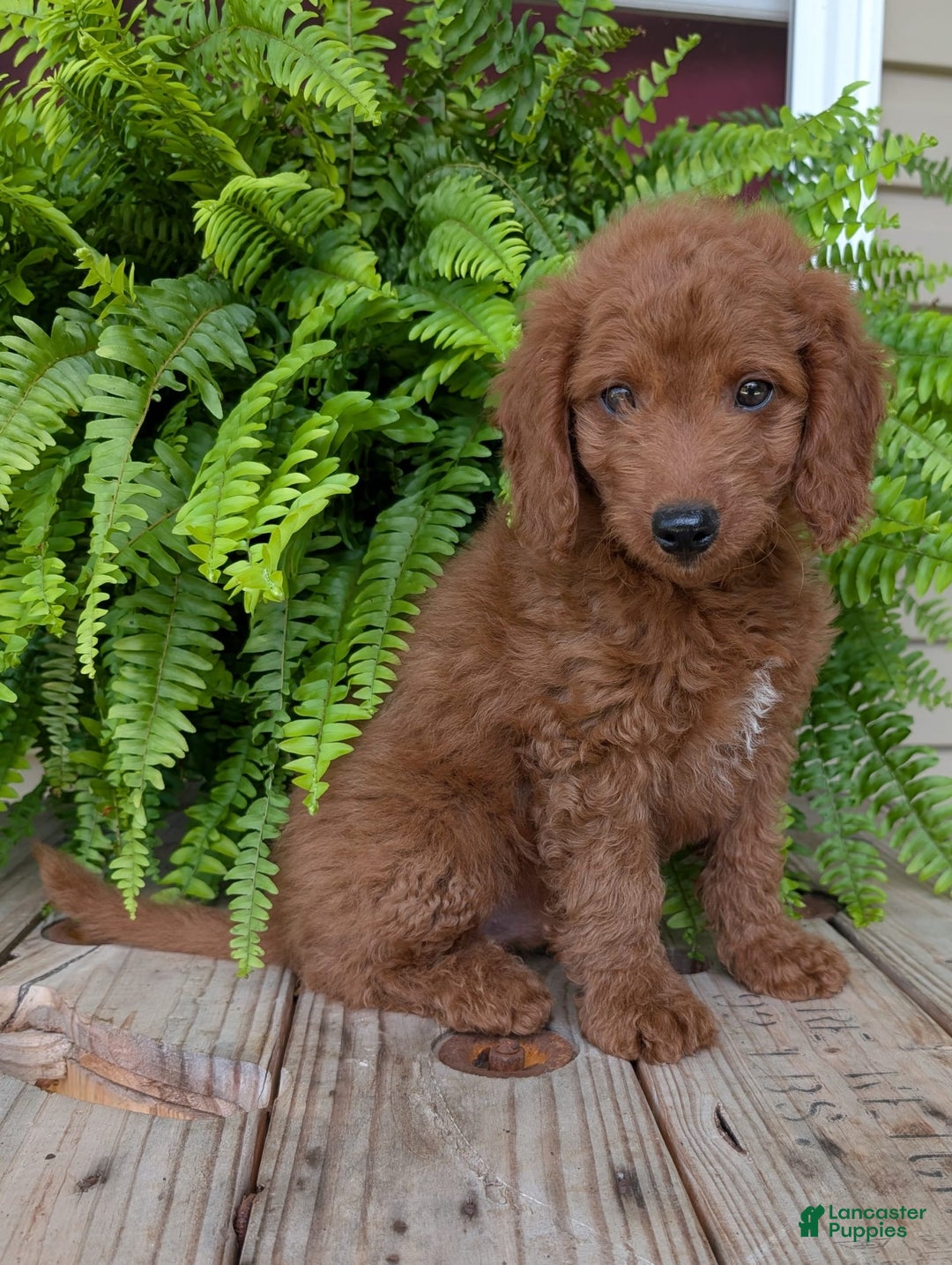 Mini Goldendoodle dogs for sale: Mini -coner - Image 53