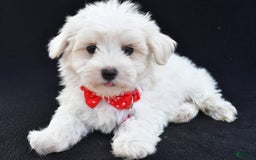 Maltese dogs for sale: Alexander - Image 3