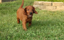 Irish Setter dogs for sale: sailor - Image 1