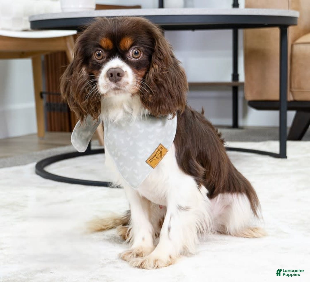 Cavalier King Charles Spaniel dogs for sale: Lance - Image 12