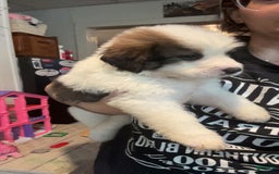 Bernese Mountain Dog dogs for sale: Luna - Image 2