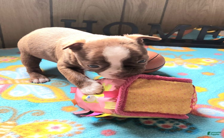 Boston Terrier dogs for sale - Ad 5
