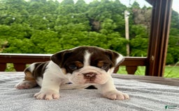 English Bulldog dogs for sale: Gisele - Image 4