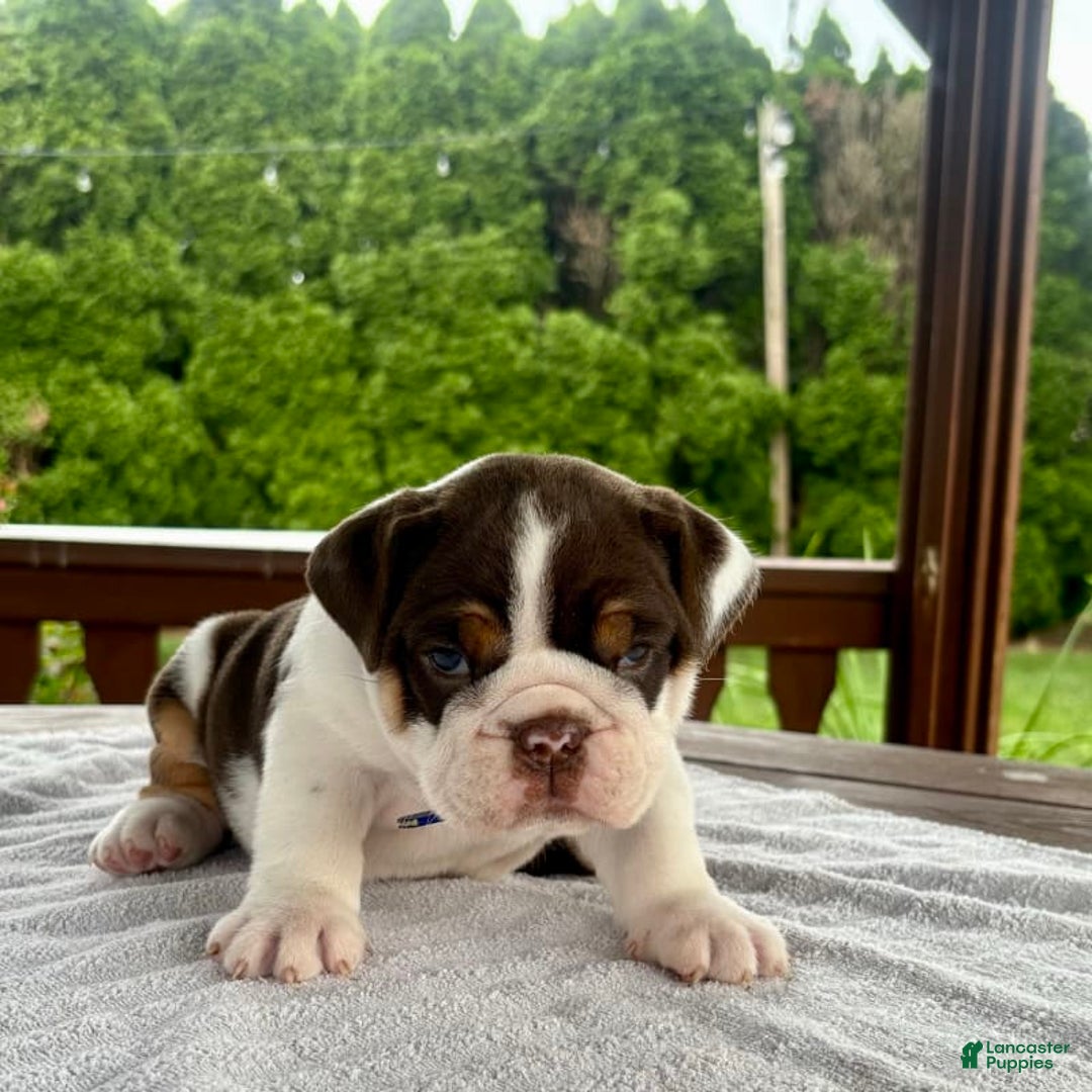English Bulldog dogs for sale: Gisele - Image 4