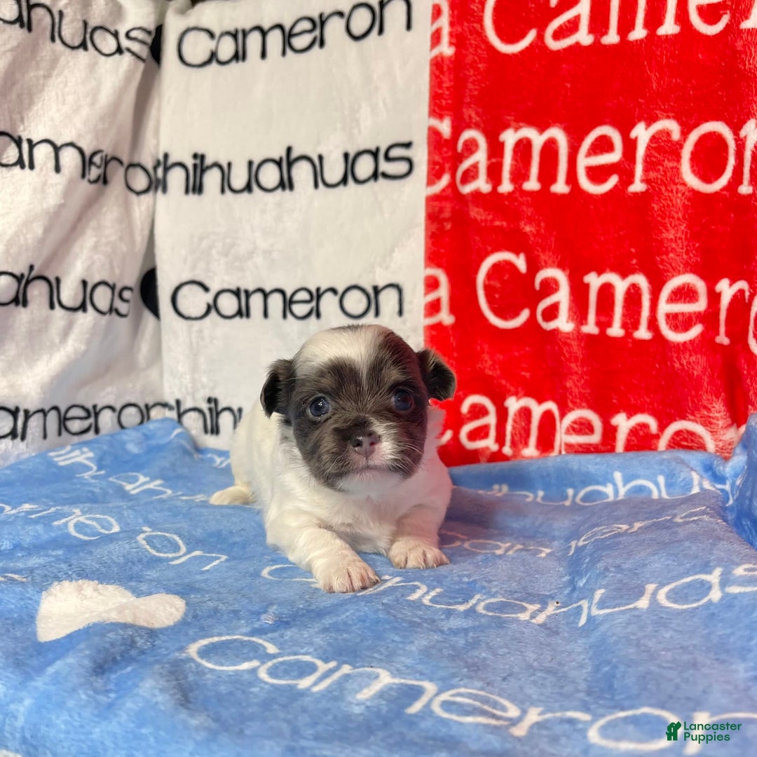 Chihuahua dogs for sale: Blue Sky Long Coat - Image 21