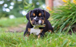 Beabull dogs for sale: Champ - Image 6