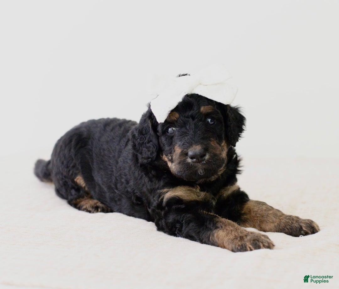 Bernedoodle dogs for sale: Hershey-medium - Image 2