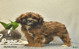 Shihpoo dogs for sale: Alex - Image 2