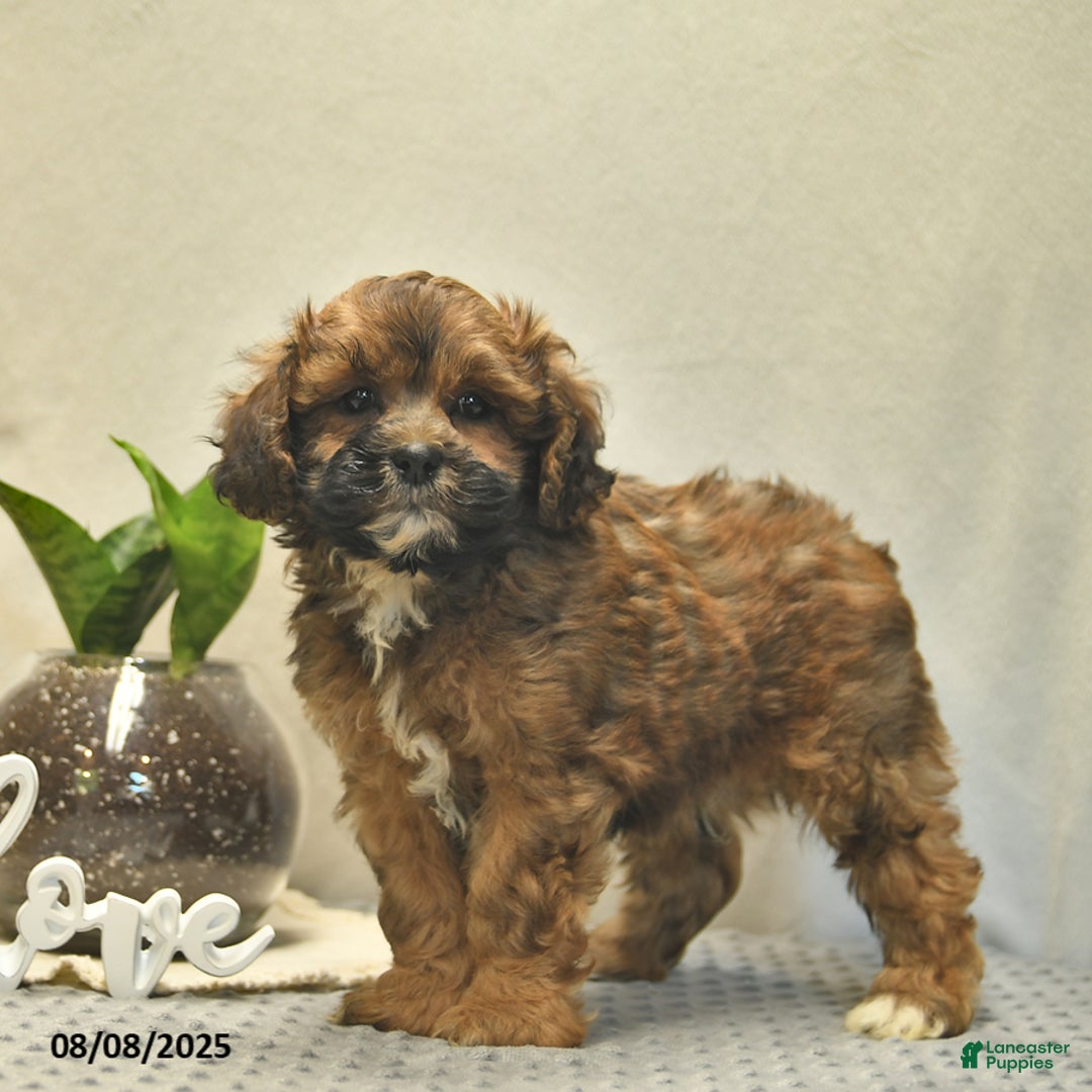 Shihpoo dogs for sale: Alex - Image 2
