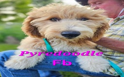 Great Pyrenees dogs for sale: Pyredoodle Fb - Image 1