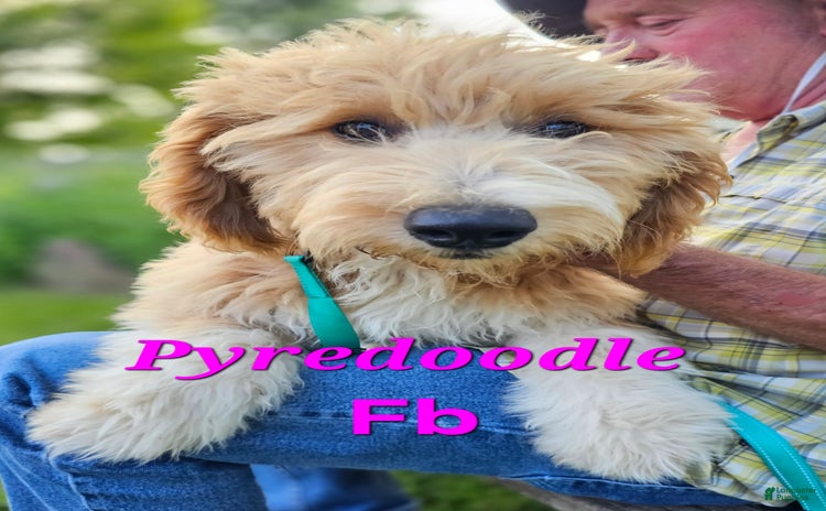 Great Pyrenees dogs for sale - Ad 2