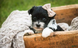 Havanese dogs for sale: Robin - Image 2