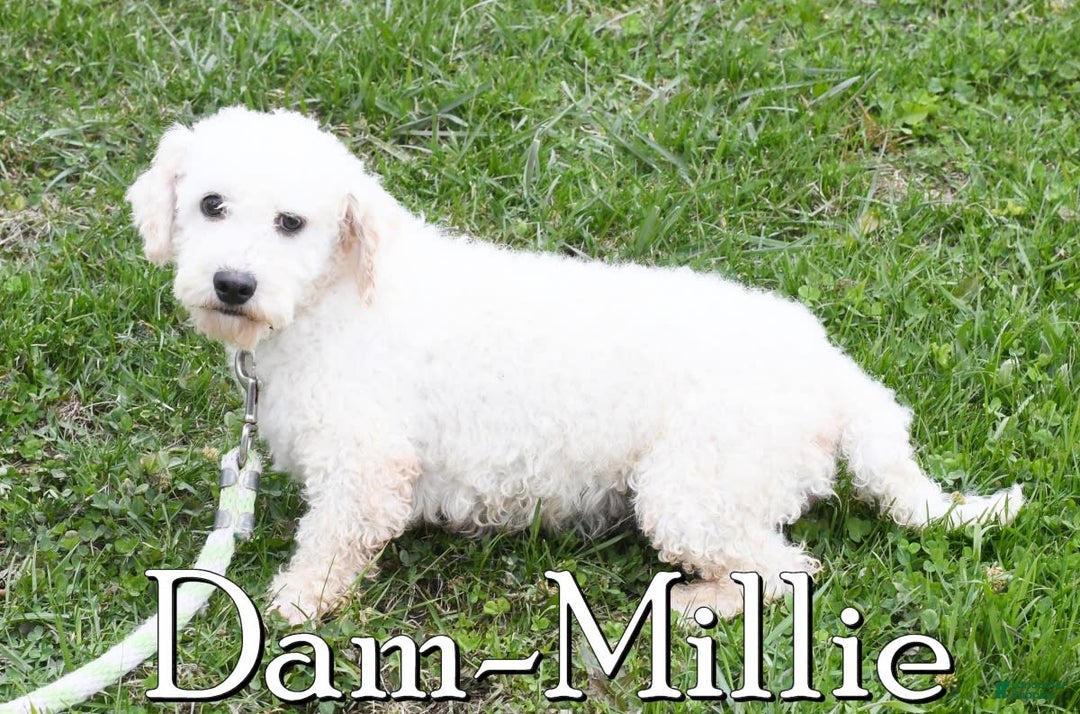 Bichpoo dogs for sale: Stella - Image 10