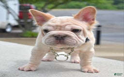 French Bulldog dogs for sale: Rayna Big Rope Velvet Fluffy - Image 38
