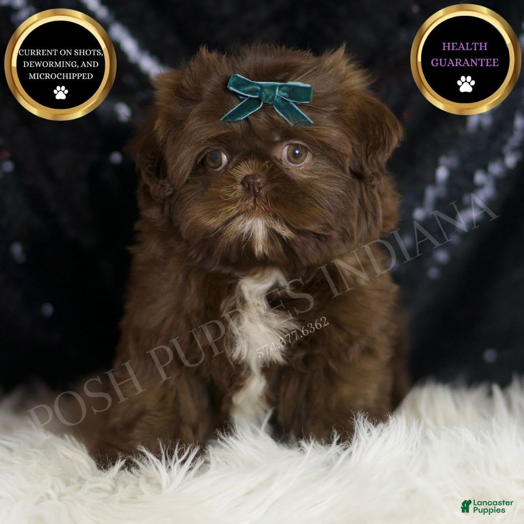 Shih Tzu dogs for sale: Dove - Image 5