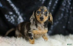 Dachshund dogs for sale: Fancy - Image 2