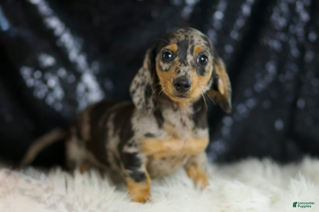 Dachshund dogs for sale: Fancy - Image 2