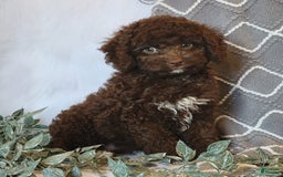Cockapoo dogs for sale: Ellie - Image 3