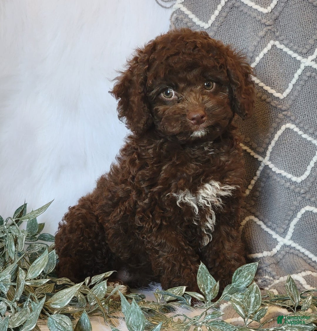 Cockapoo dogs for sale: Ellie - Image 3