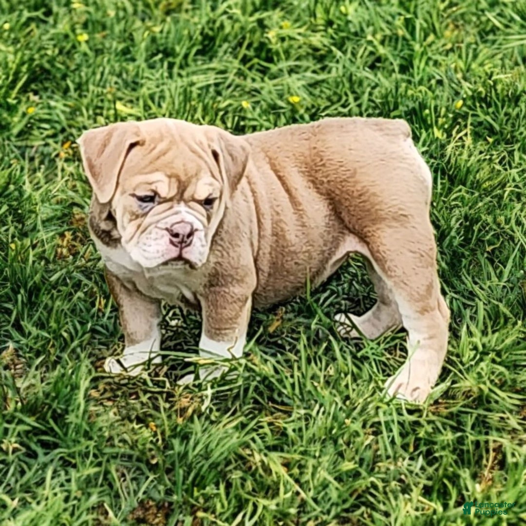 English Bulldog dogs for sale: Venus - Image 4