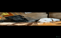Cane Corso dogs for sale: Tamatoa - Image 5