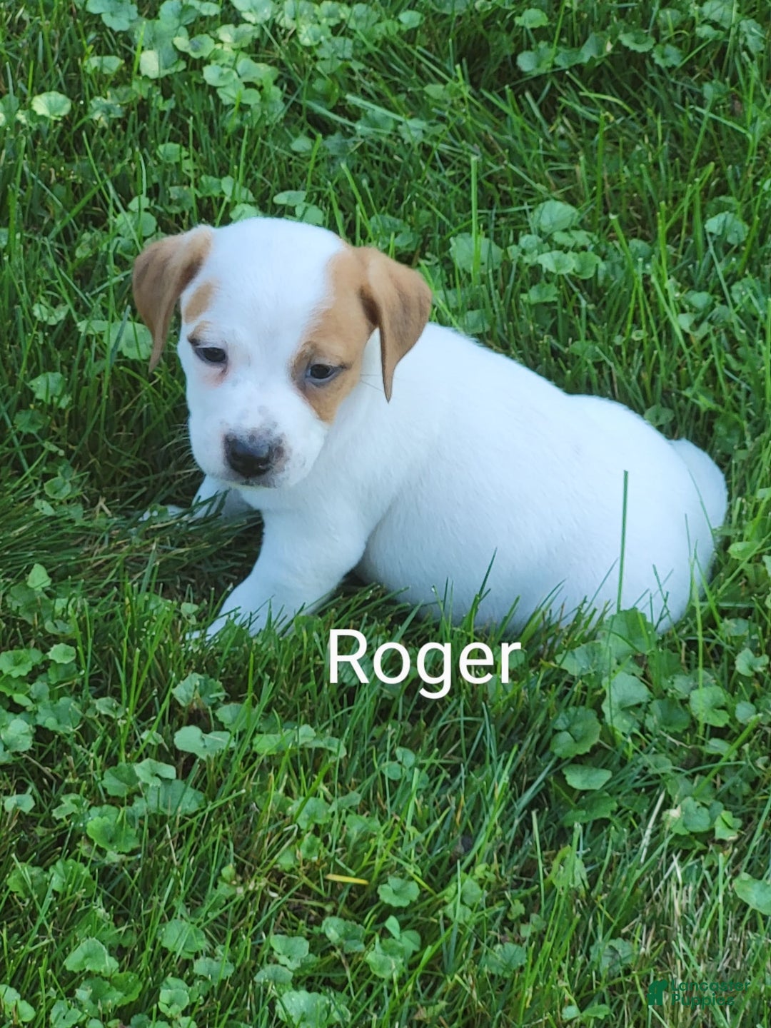 Jack Russell Terrier dogs for sale: Roger - Image 2