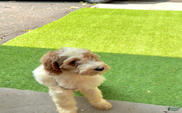 Goldendoodle dogs for sale: Nala - Image 3